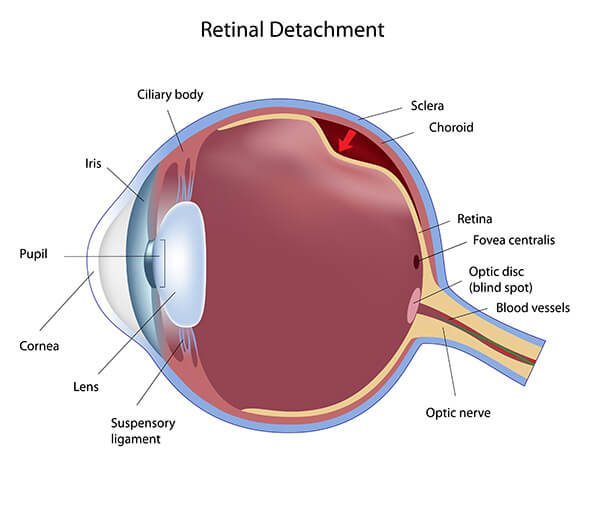Eye Anatomy, Retina Specialists Orlando